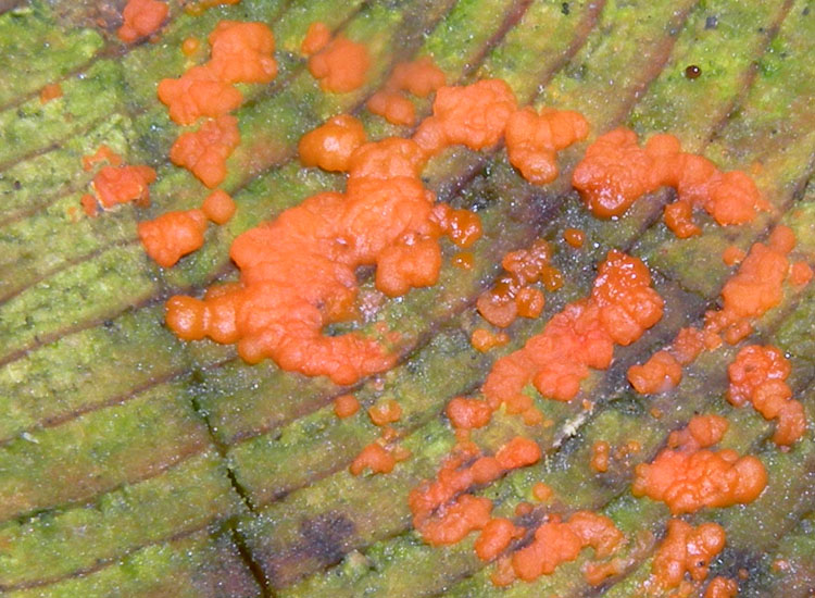 Heterobasidiomycetes trentini